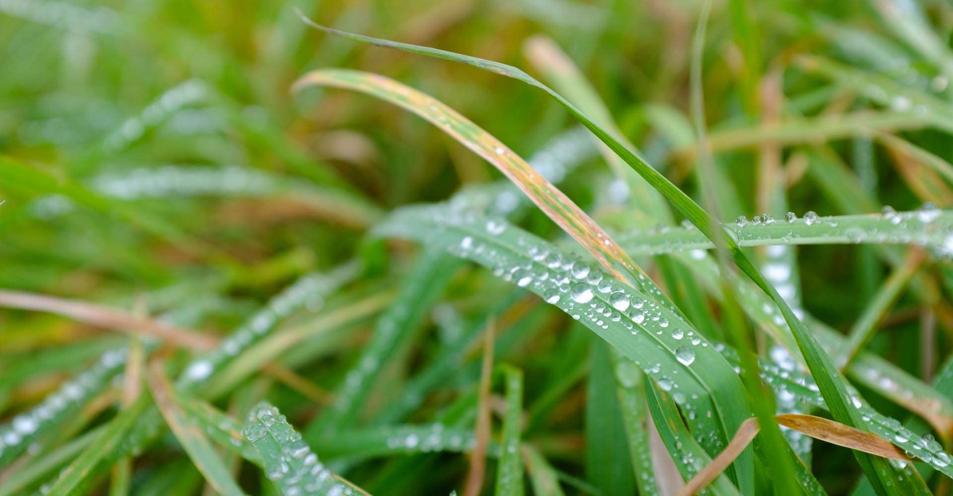 multiple tiny water droplets sitting on lush long grass