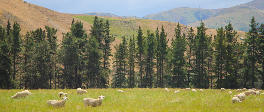 Sheep wander in the overgrown meadow with a backdrop of the Central Otago landscape