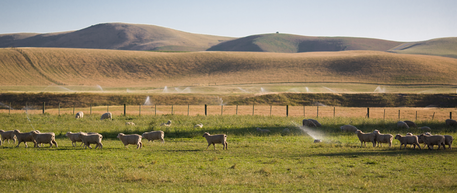 Numerous sheep are wandering through an irrigated meadow with Otago rolling hills in the background and a hazy blue sky.